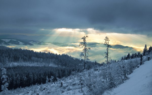 Тайга зимой