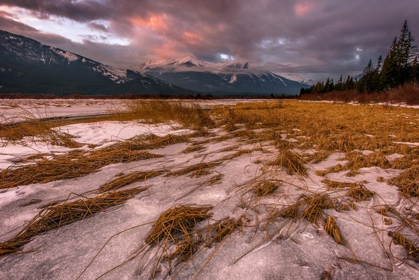 Тундра Эстетика