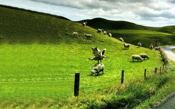 Овцы на природе