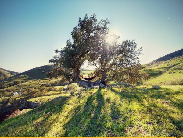 Прикол природа