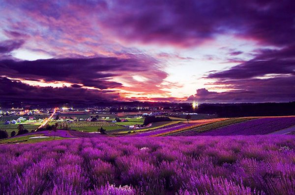 Лавандовые поля Хоккайдо