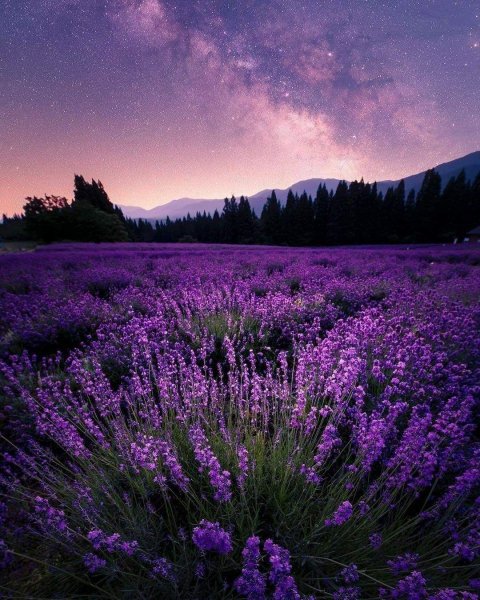 Лавандовый пейзаж