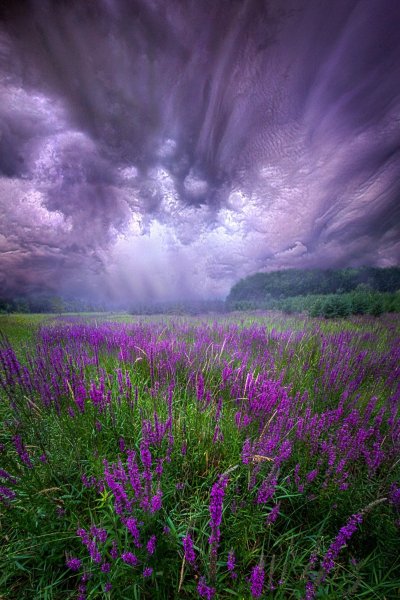 Сиреневые цветы