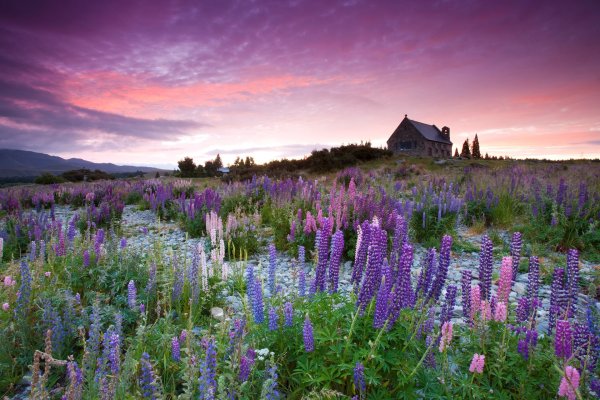 Лаванда Люпин