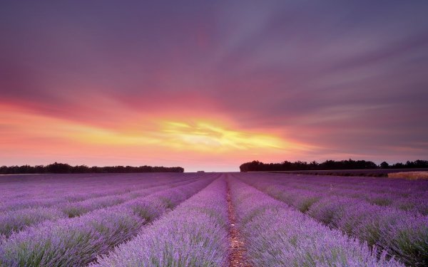 Лавандовое поле. Прованс