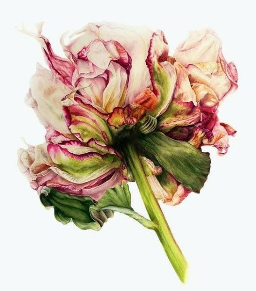 Marie Burke акварель