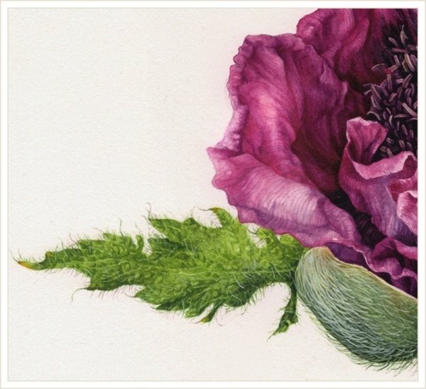 Сайденхэм Эдвардс пионы Ботаническая иллюстрация