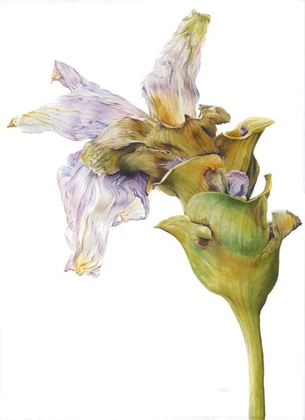 Vivienne REW Ботаническая живопись