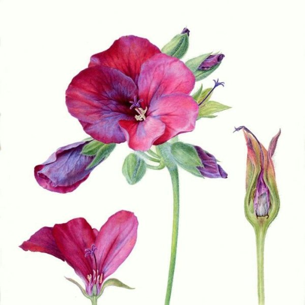 Carolyn Jenkins - Ботаническая живопись