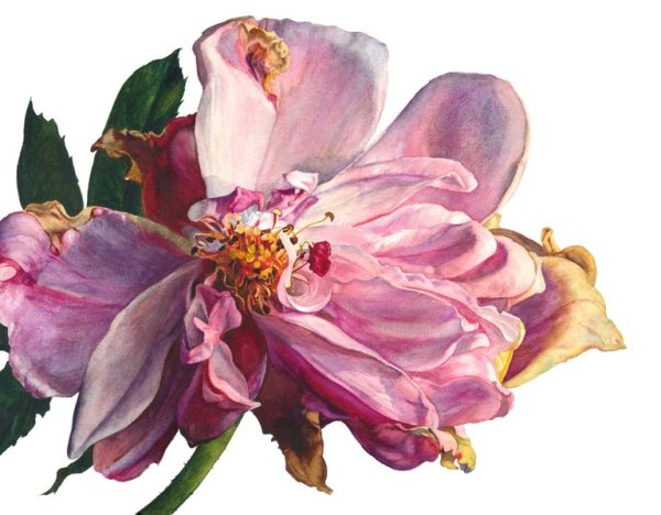 Рози Сандерс акварель