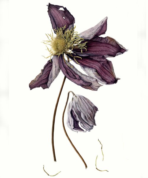 Клематис гербарий