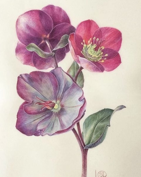 Vellum Botanical Art