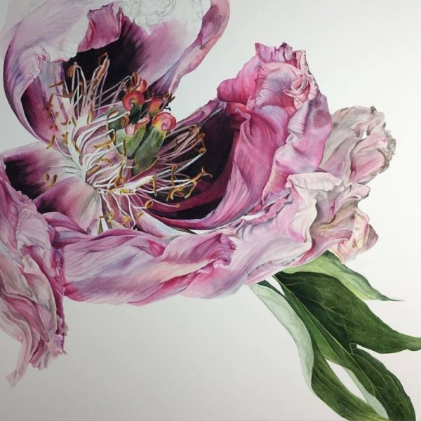 Сайденхэм Эдвардс пионы Ботаническая иллюстрация