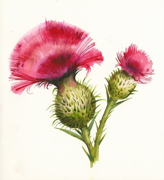 Цветы чертополох акварель