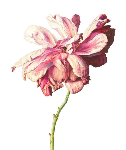 Рози Сандерс розы