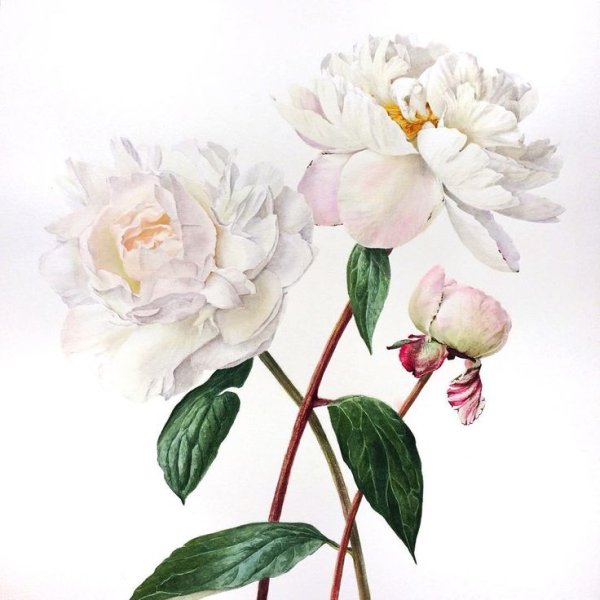 Ирина Володарская акварель