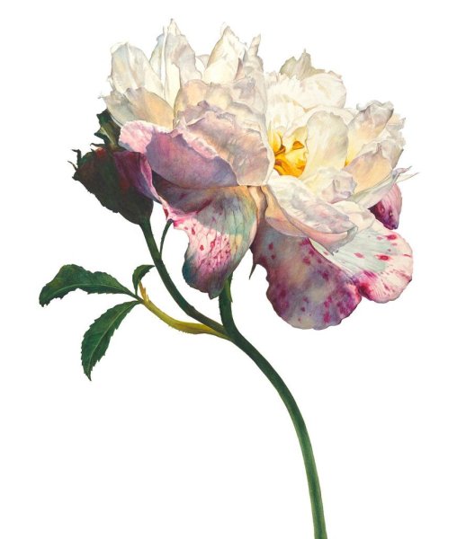 Рози Сандерс