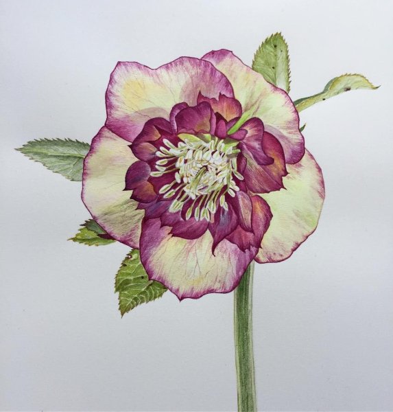 Морозник акварель