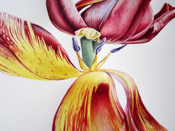 Художница Elaine Searle