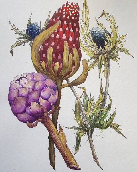 Ботаническая акварель артишок