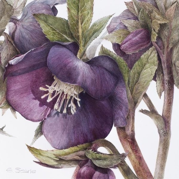 Морозник (Helleborus) Ботаническая иллюстрация