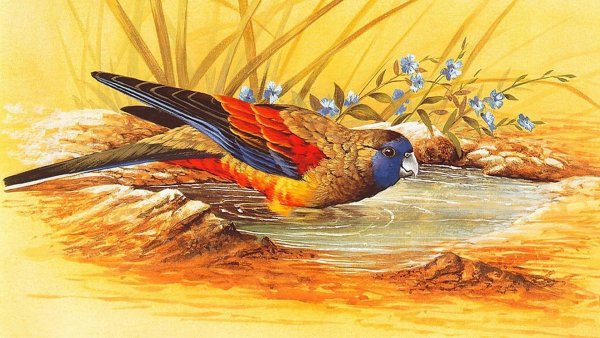 Красивая птица рисунок