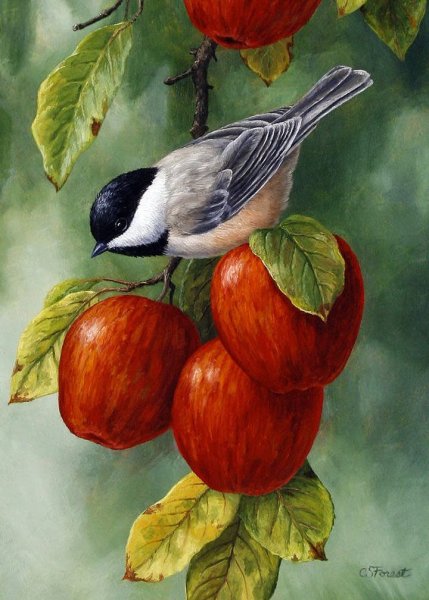 Яблоки на ветке живопись