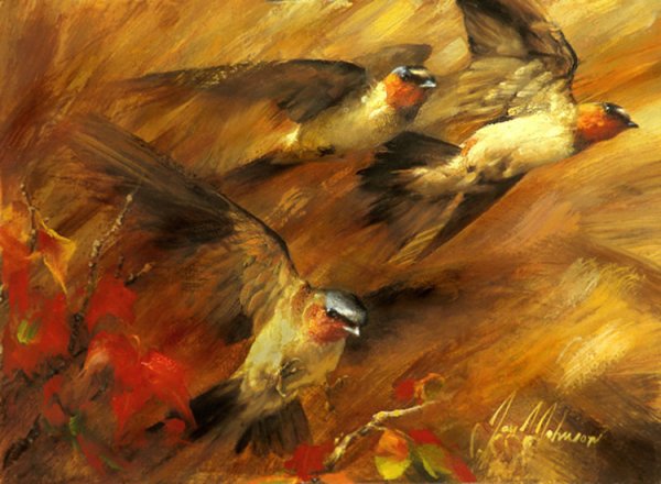 Динамические картины птиц художника Джея Джонсона