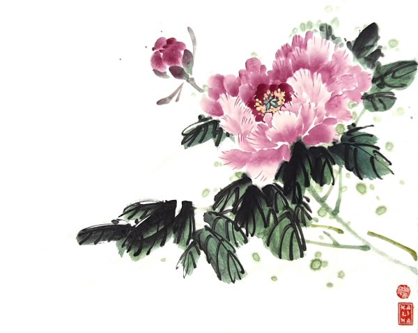 Ван Цин пионы