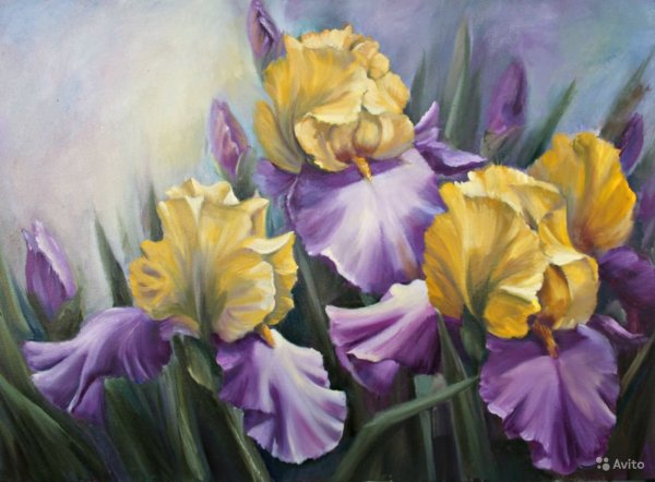 Элизабет Хорнинг ирисы