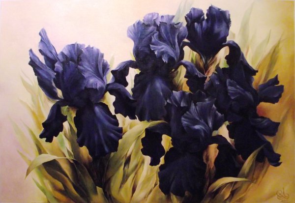 Дэрил Тротт ирисы