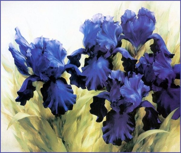 Игорь Левашов ирисы