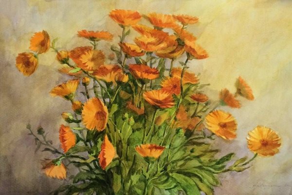 Дергилева календула