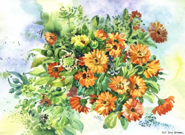 Календула картина