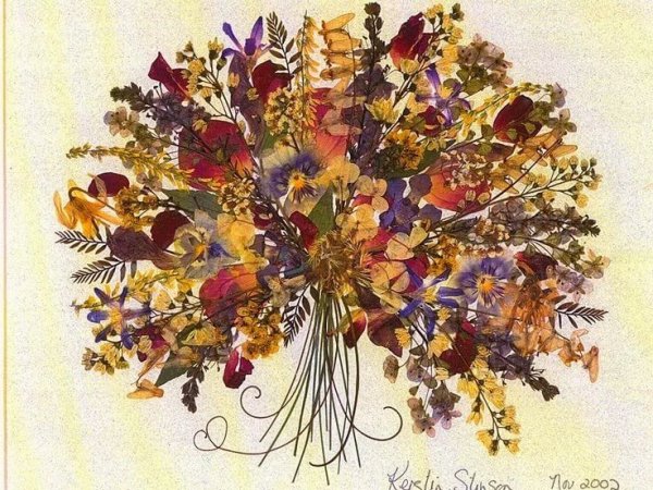 Ошибана Павлин