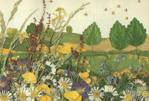 Ошибана Павлин