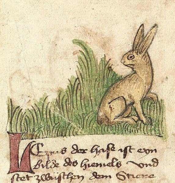 Средневековый Бестиарий заяц