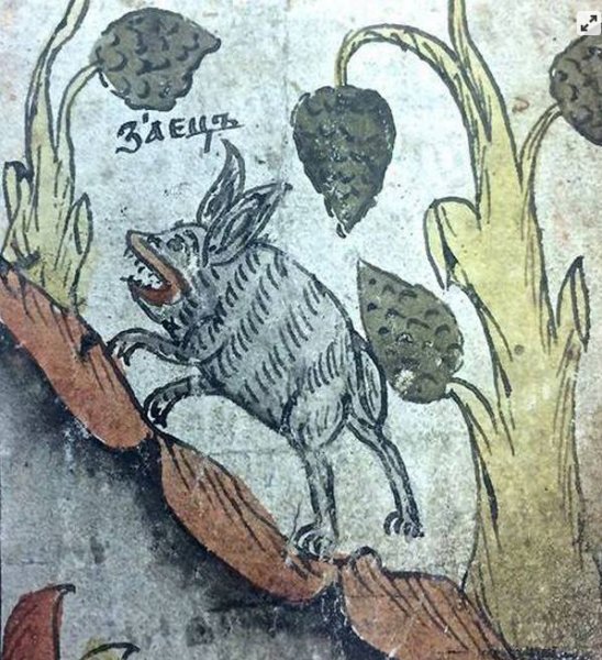 Средневековый Бестиарий заяц