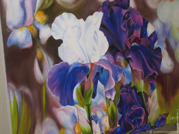 Давид Манакьян ирисы