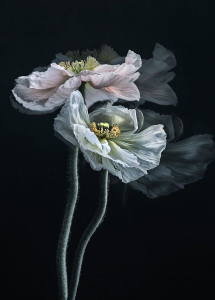 Цветы от Кристин Эллджер (Christine