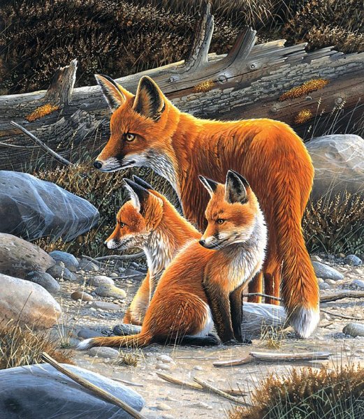 Художник Jan Weenink мир птиц