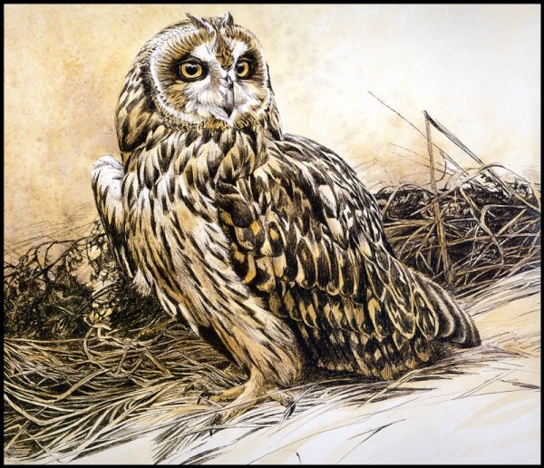 Художник анималист Robert Bateman