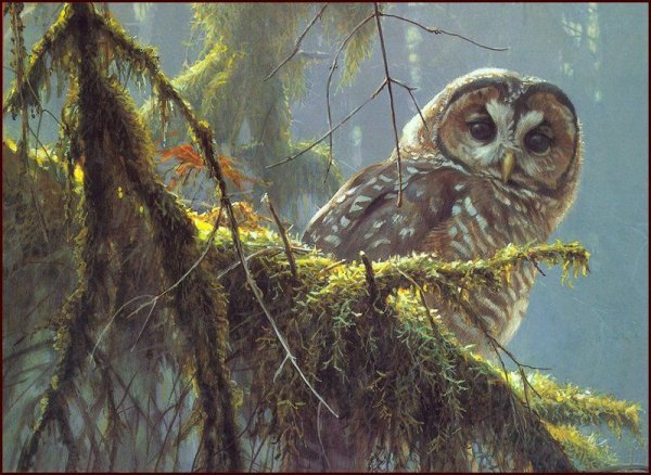 Robert Bateman Сова