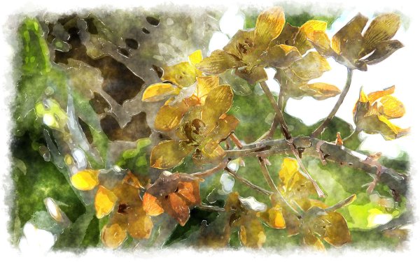 Регина Насырова акварель