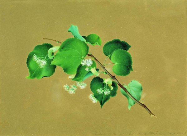 Ф толстой ветка крыжовника