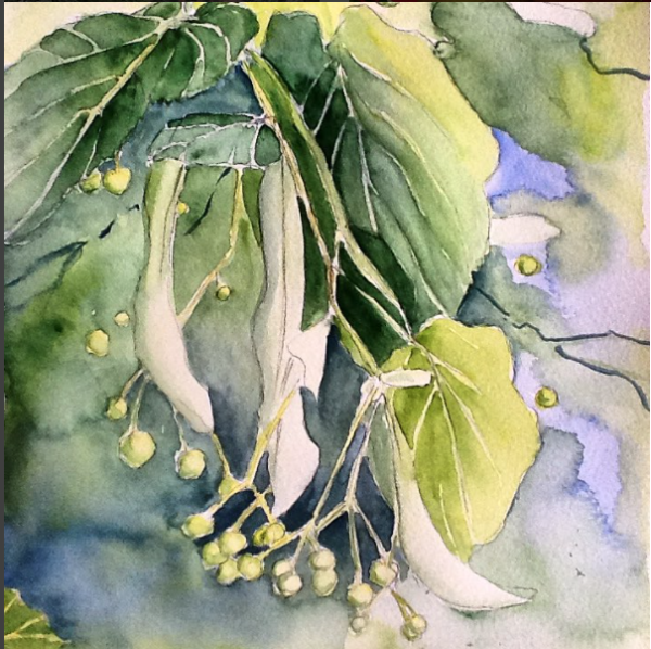 Цветущая липа акварель