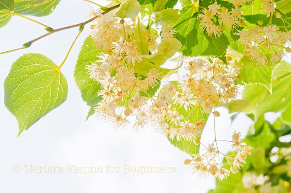 Цветущая ветка липы