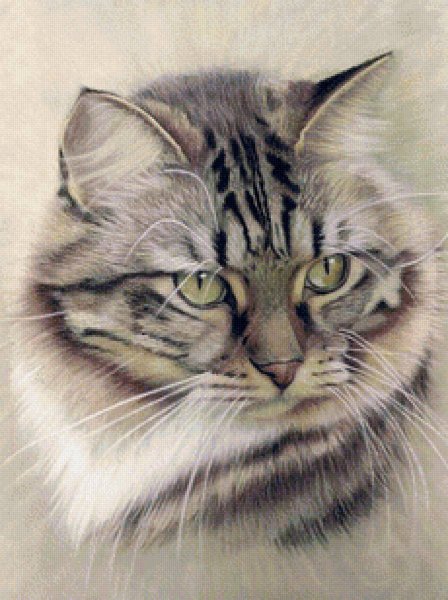 Коты цветными карандашами