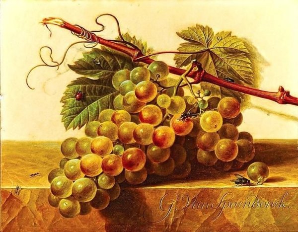 Виноград натюрморт Gerard van Spaendonck