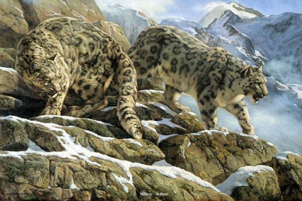 Снежный Барс маслом